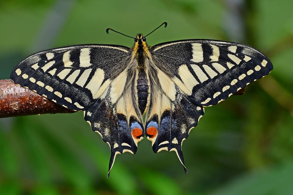 Papilio machaon hippocrates female (aberration, spring, japan) (Internet Image property of respective owner, non-commercial use only)